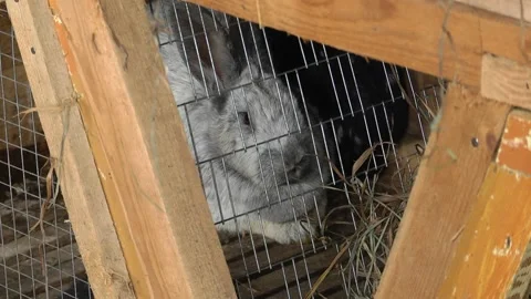 Big fluffy gray rabbit in the cage. Portrait of a cute adorable gray rabbit. Video stock 117566953