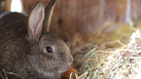 Big fluffy gray rabbit in the cage. Breeding rabbits Video stock 125298247