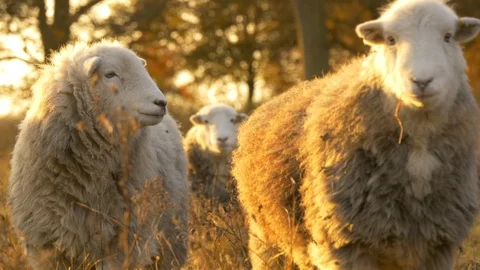 Big Fluffy Grey Herdwick Sheep grazing at sunset in Peak District in England  Stock Footage 85643884