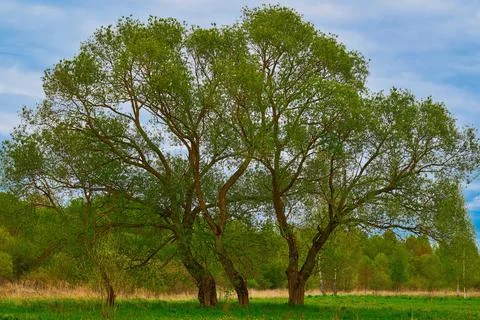 Big fluffy trees in the foreground Stock Photos