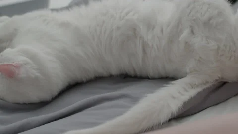 Big fluffy white cat tosses on the bed and falls asleep Stock Footage 169361169