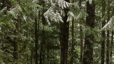 Big flurry heavy snowfall Stock Footage 72390378