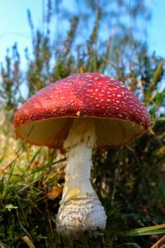 Big fly agaric between grasses - side view 库存照片