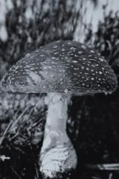 Big fly agaric between grasses - side view - black and white 库存照片