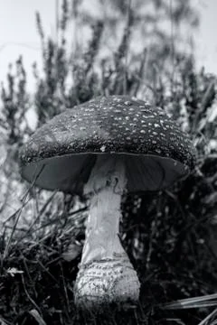 Big fly agaric between grasses - black and white 库存照片