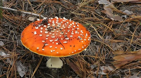 The BIG fly agaric 動画素材 38731762