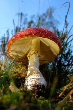 Big Fly agaric - look under the mushroom hat - mushroom lamellae 库存照片