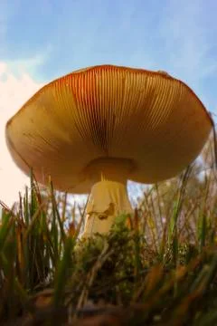 Big Fly agaric - look under the mushroom hat 库存照片