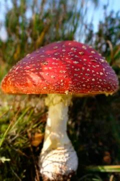 Big fly agaric - side view 库存照片