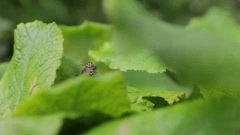Big Fly Cleans Wings Stock Footage