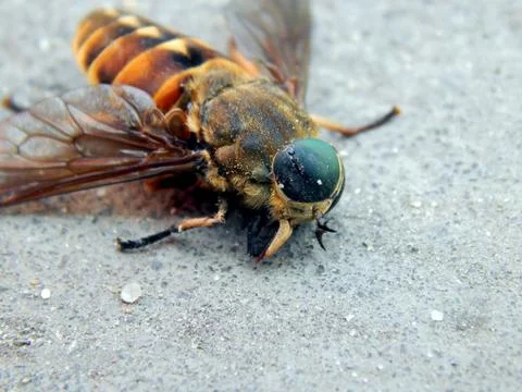 Big fly closeup Stock Photos