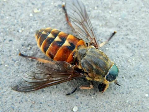 Big fly closeup Stock Photos