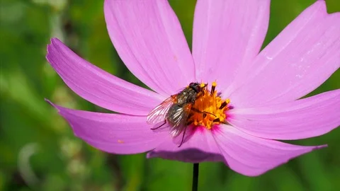 Big fly on dahlia flower, macro. Stock Footage 115362018