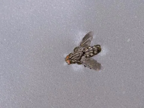 A big fly fallen and sinking in muddy water Stock Photos