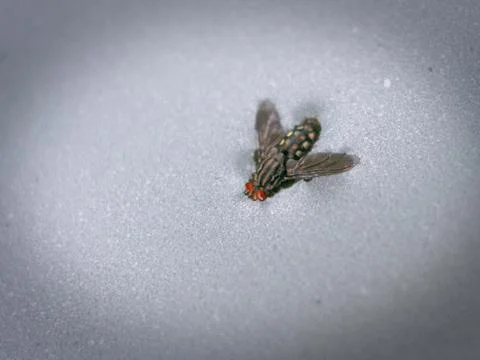 A big fly fallen and sinking in muddy water Stock Photos