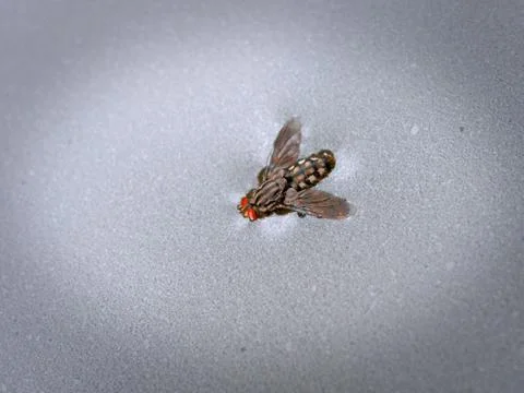 A big fly fallen and sinking in muddy water Stock Photos