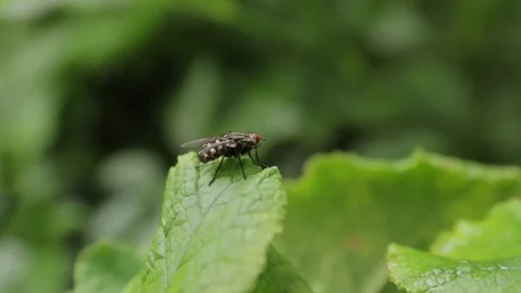 Big Fly on Green Leaves Stock Footage 78164948