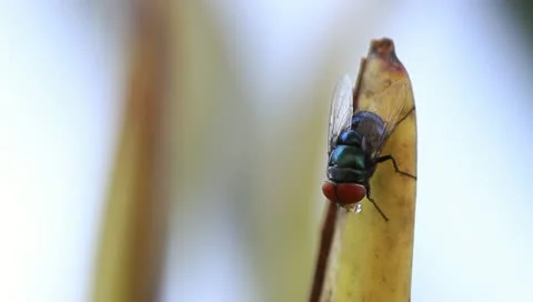 A big fly hang on branch. Stock Footage 10868658