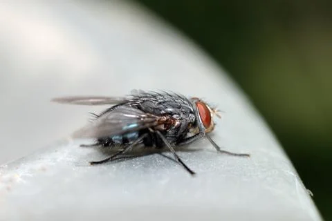 Big fly Stock Photos