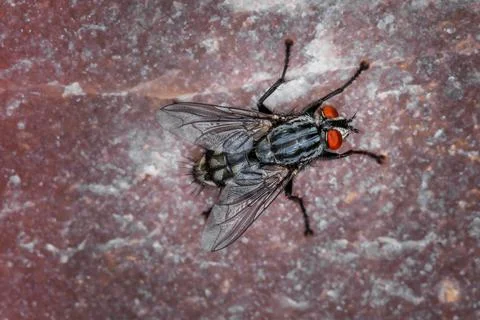 The big fly. Stock Photos