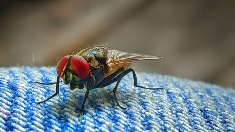 Big fly Stock Photos
