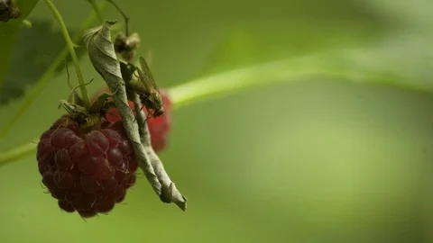 A Big Fly Sitting On a Leaf Ontop Of a Raspberry Macro 4K_02 Stock-Footage 85262625