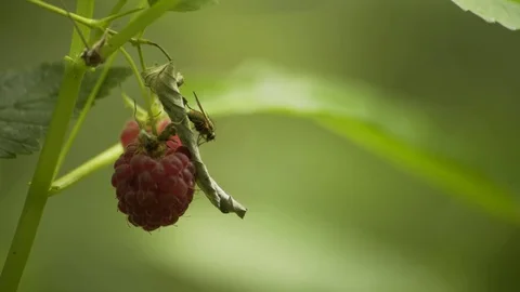 A Big Fly Sitting On a Leaf Ontop Of A Raspberry Macro 4K_01 Stockbeeldmateriaal 85262851