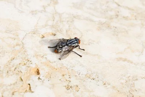 Big fly on a stone slab Stock Photos