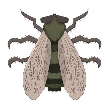 Big fly. The Tabanus. Vector illustration. Drawing by hand. Illustrazione stock