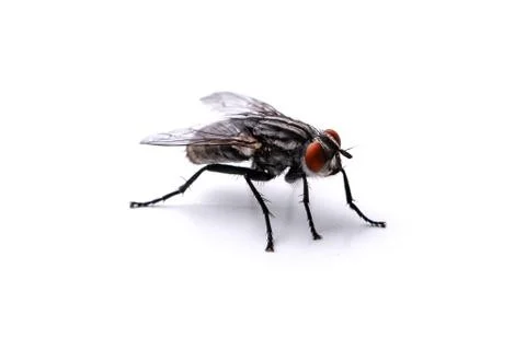 Big fly on a white background close-up Foto stock