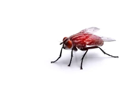 Big fly on a white background close-up with red light Stock Photos