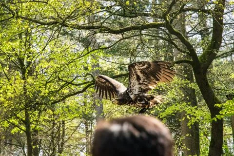 Big flying eagle in nature Stock Photos