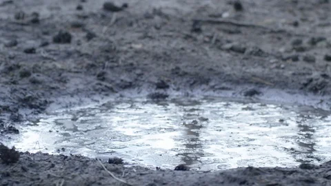 Big foot in the mud Stock Footage 113443573