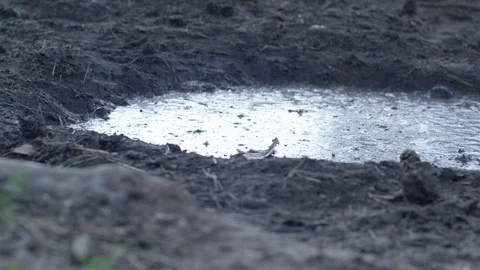 Big foot in the mud Stock Footage 113443586
