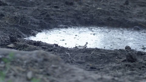 Big foot in the mud Stock Footage 113443593