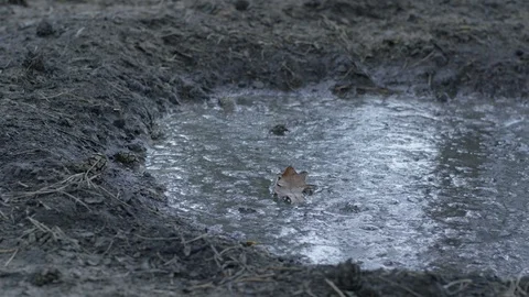 Big foot in the mud Stock Footage 113444075