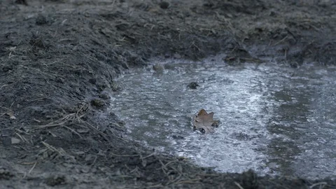 Big foot in the mud Stock Footage 113444358
