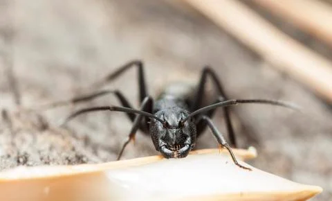 Big forest ants Stock Photos
