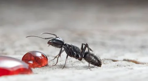 Big forest ants Stock Photos