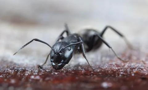 Big forest ants Stock Photos