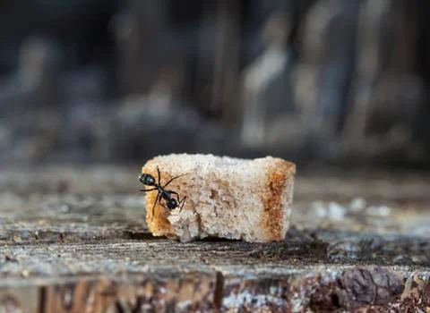 Big forest ants Stock Photos