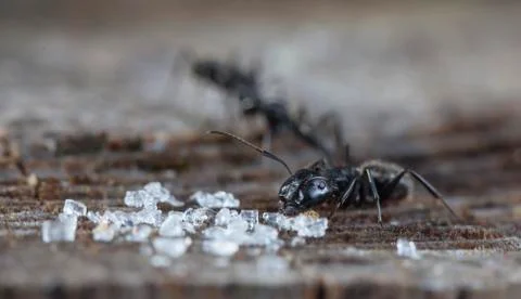 Big forest ants Stock Photos