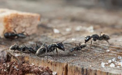 Big forest ants Stock Photos