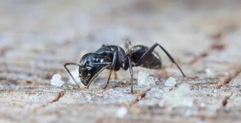 Big forest ants Stock Photos