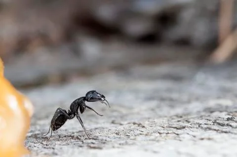 Big forest ants Stock Photos