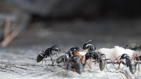 Big forest ants Stock Photos