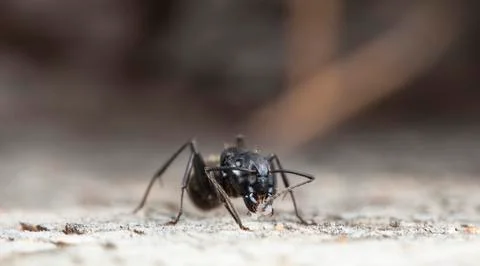 Big forest ants Stock Photos