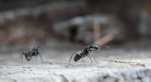 Big forest ants Stock Photos