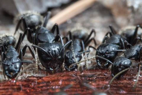 Big forest ants Stock Photos