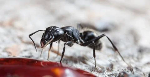 Big forest ants Stock Photos
